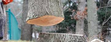 How Our Tree Care Process Works  in  Butler, GA