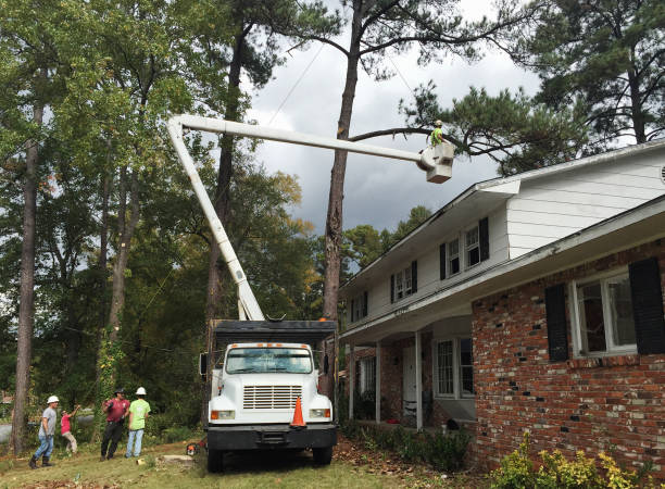 Best Storm Damage Tree Cleanup  in Butler, GA