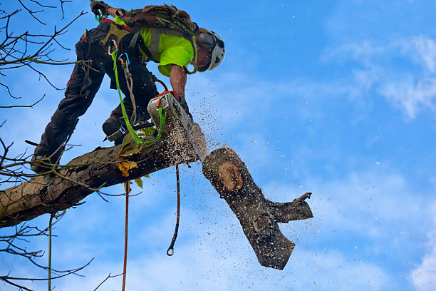 Best Tree and Shrub Care  in Butler, GA