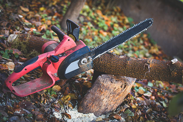 Professional Tree Care in Butler, GA